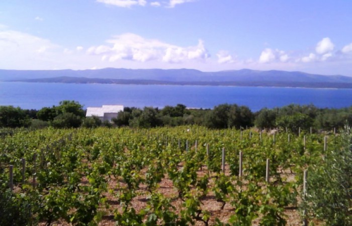 Vineyard house 