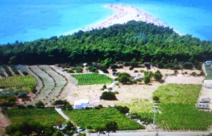 Vineyard house 